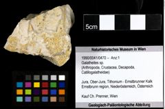 Foto (Objekt + Etiketten) von Galatheites sp. 